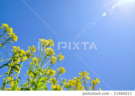 強姦鮮花和盛開的太陽 21466813