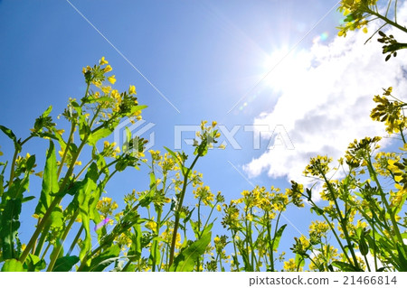 強姦鮮花和盛開的太陽 21466814