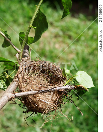 little brown Prinia bird nest on branch green BG 21466966