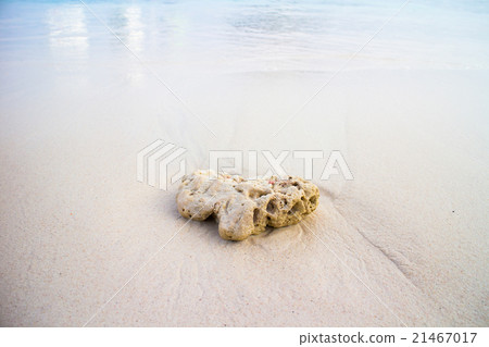 White coral on the beach 21467017