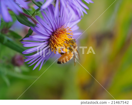 蜜蜂和花蜜蜂蜜蜂西方蜜蜂 21467542