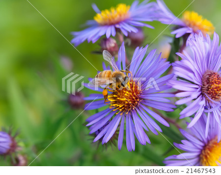 蜜蜂和花蜜蜂蜜蜂西方蜜蜂 21467543