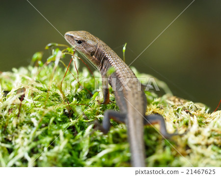 akydromus tachydromoides蚊子 akydromus tachydromoides蚊子 21467625