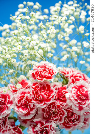 Carnation flower Carnation flower 21467950