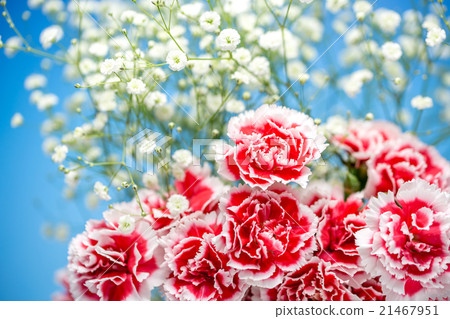 Carnation flower 21467951