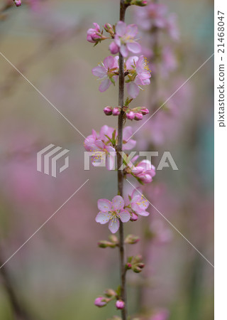 Yulium的花 Yulium的花 21468047