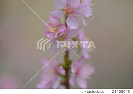 Yulium的花 Yulium的花 21468048