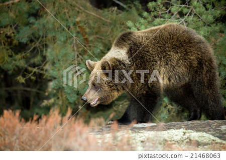 brown bear (Ursus arctos) in winter forest 21468063