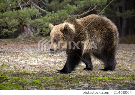 brown bear (Ursus arctos) in winter forest 21468064