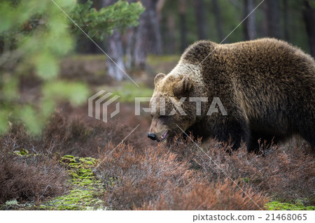 brown bear (Ursus arctos) in winter forest brown bear (Ursus arctos) in winter forest 21468065