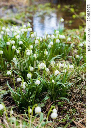 early spring snowflake flowers early spring snowflake flowers 21468073