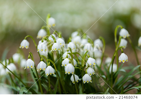 early spring snowflake flowers early spring snowflake flowers 21468074