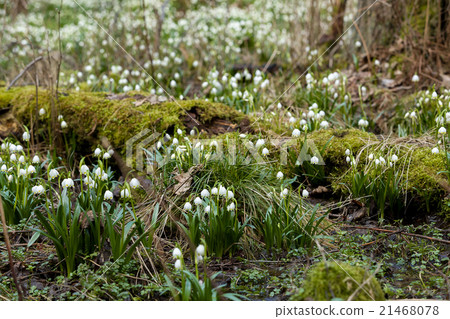 early spring snowflake flowers 21468078