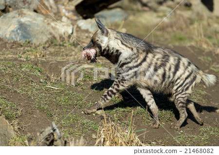 Striped hyena (Hyaena hyaena) 21468082