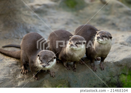 European otter (Lutra lutra) 21468104