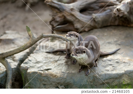European otter (Lutra lutra) 21468105