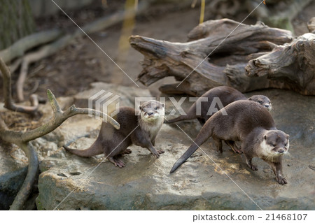 European otter (Lutra lutra) 21468107