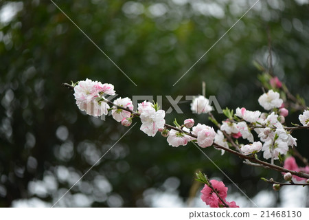 花桃 花桃 21468130