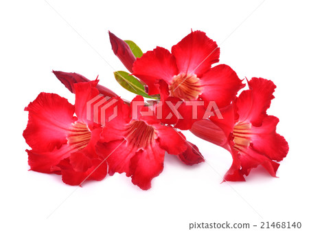 azalea flowers isolated on white background 21468140