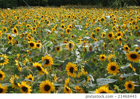 Sunflower Pro Cut Orange Sunflower Sunflower Pro Cut Orange Sunflower 21468443