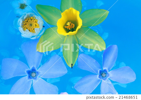 Petal floating in water 21468651
