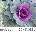 Leaf peony 21468681