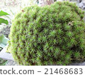 Moss 21468683