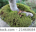 Moss 21468684