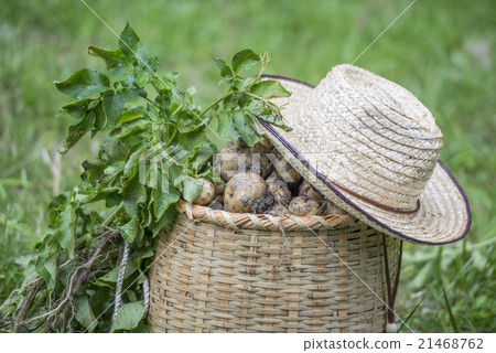 Harvesting potatoes Harvesting potatoes 21468762