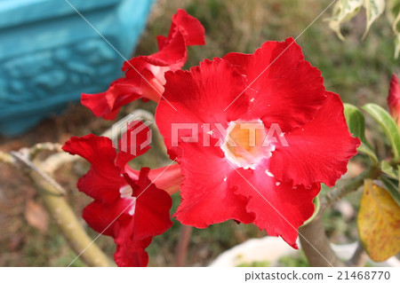 Azalea flowers 21468770