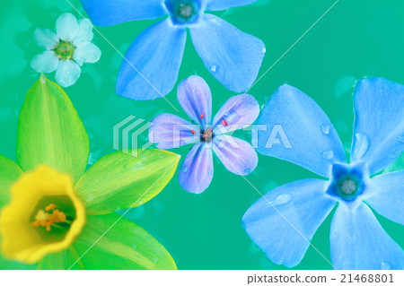 Petal floating in water 21468801