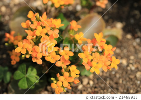 Kalanchoe Kalanchoe 21468913