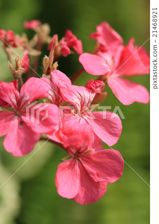 Geranium Geranium 21468921