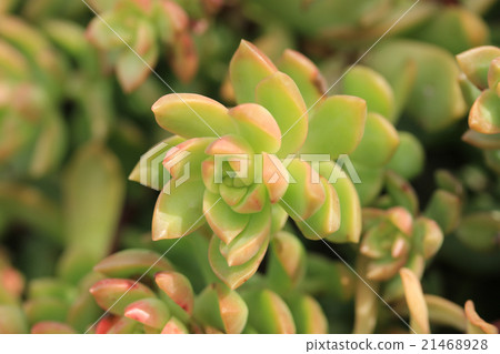 多汁植物/高麗 21468928