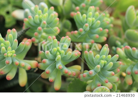 Succulent plants / Otome heart 21468930