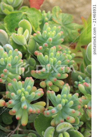 Succulent plants / Otome heart 21468931