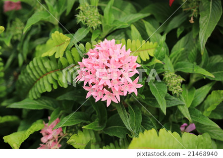 五硫化二磷 21468940