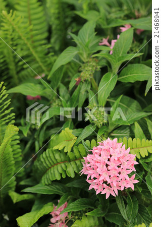 五硫化二磷 21468941