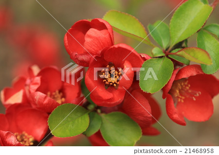 模糊的鮮花 21468958