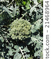 Worm-eaten broccoli 21468964