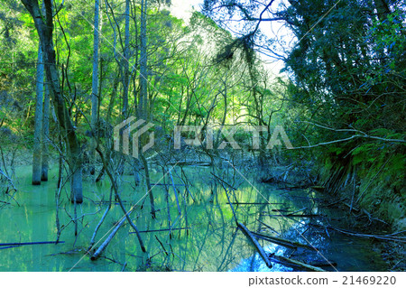 [千葉]林道竹岡線（由於土石壩而被廢棄的道路） 21469220