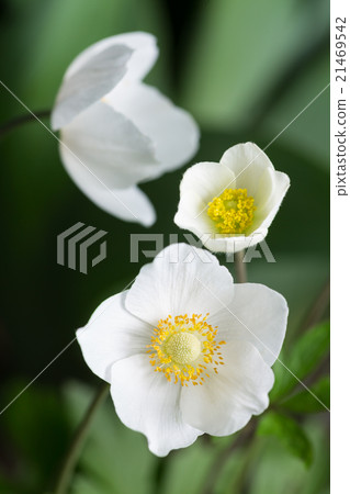 Beautiful Spring White Flowers Beautiful Spring White Flowers 21469542