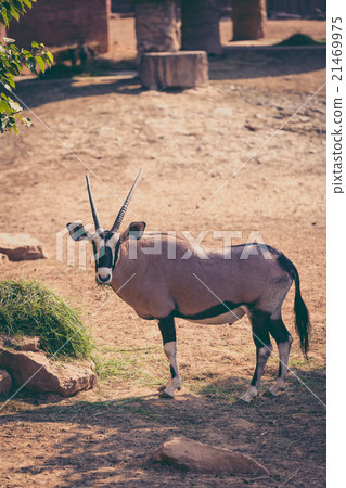 The gemsbok is a large antelope in the Oryx genus. 21469975