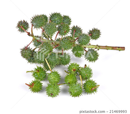 Castor oil plant on white background 21469993
