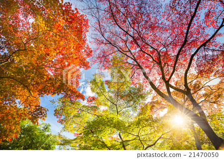Colorful autunm treetops. Colorful autunm treetops. 21470050
