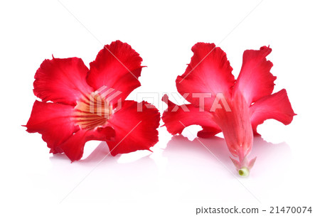 azalea flowers isolated on white background 21470074