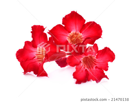 azalea flowers isolated on white background 21470138