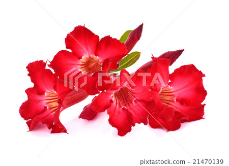 azalea flowers isolated on white background 21470139