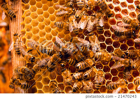Working bees on the yellow honeycomb with honey. 21470243