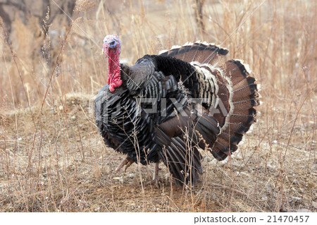 Black a turkey bird 21470457
